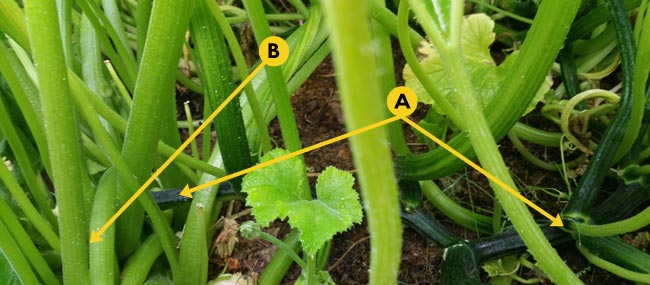 A: pumpkin plant with dark green ribbed stalks. B: zucchini plant with light green smother stalks.