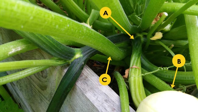 A: dark green ribbed stalks intertwined with zucchini stalks. Note pale yellow round fruit in lower right corner. B: Smooth light green zucchini stalks.