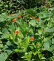 Volunteer zinnia in the cucumber bed, from last year's planting.