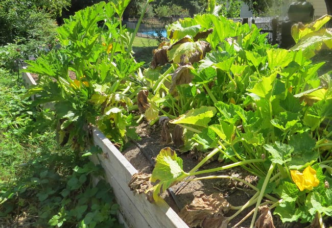 The turkey seems to have taken out about half of the leaves and stalks in the zucchini bed.
